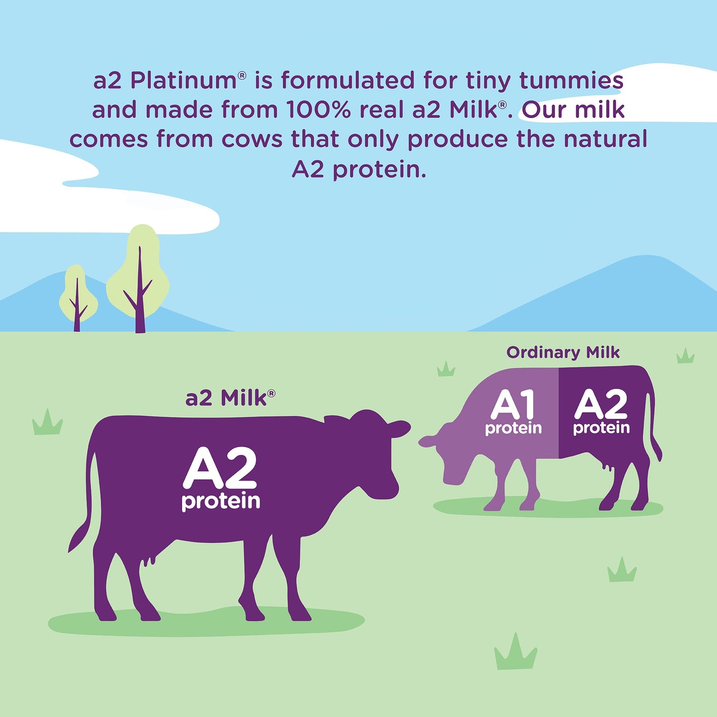 a2 Platinum® Premium Infant Formula for Babies ages 0-12 Months, Milk-Based Powder with Iron. Nutritionally Complete, made with pure and natural a2 Milk® - 14.1 - oz Can
